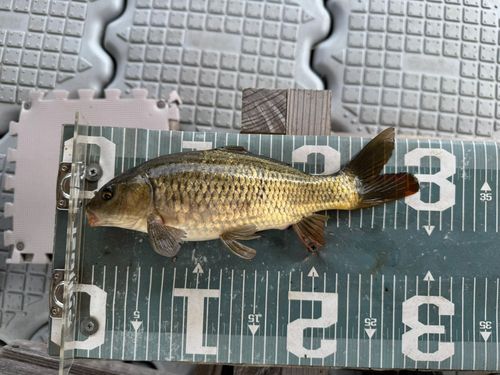 コイの釣果