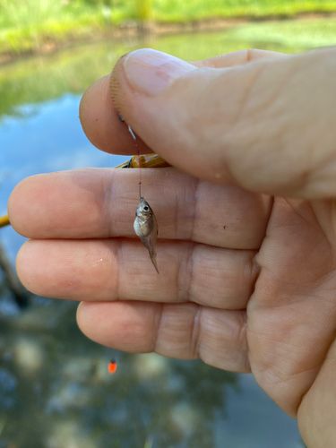 タナゴの釣果