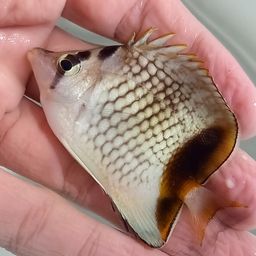 チョウチョウウオ