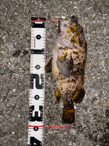 オウゴンムラソイの釣果