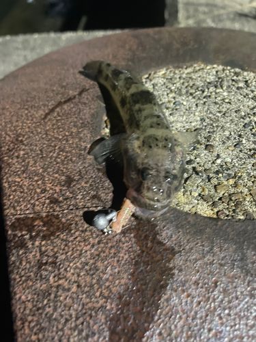 ハゼの釣果