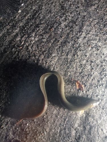 ウナギの釣果
