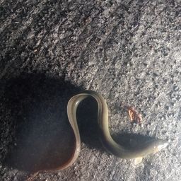ウナギ