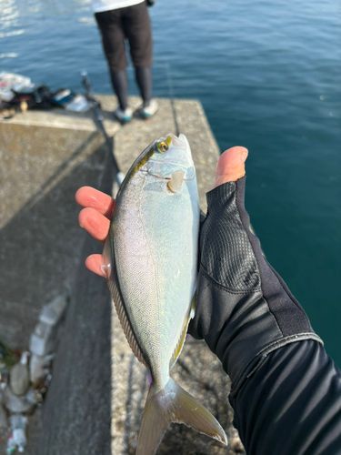 シオの釣果