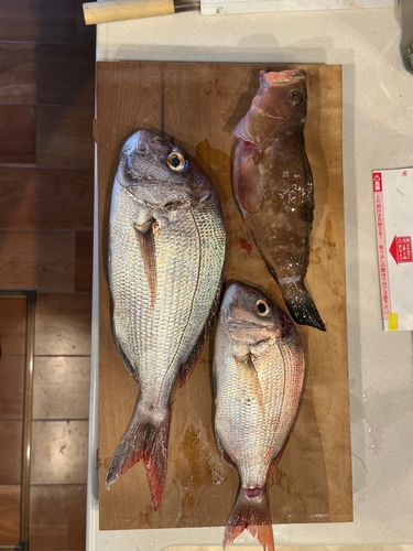 タイの釣果
