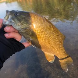 スモールマウスバス