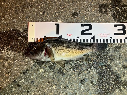 クロソイの釣果