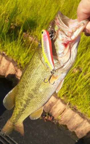 ブラックバスの釣果