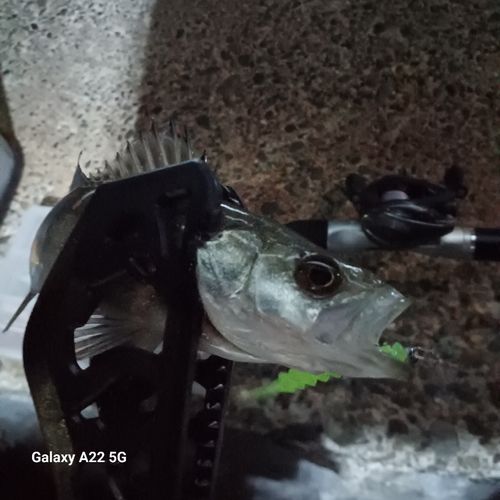 セイゴ（マルスズキ）の釣果