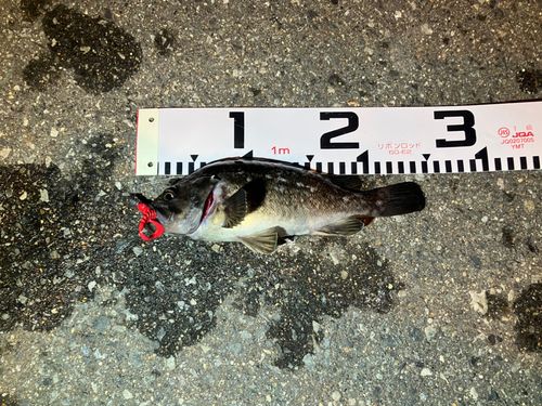 クロソイの釣果