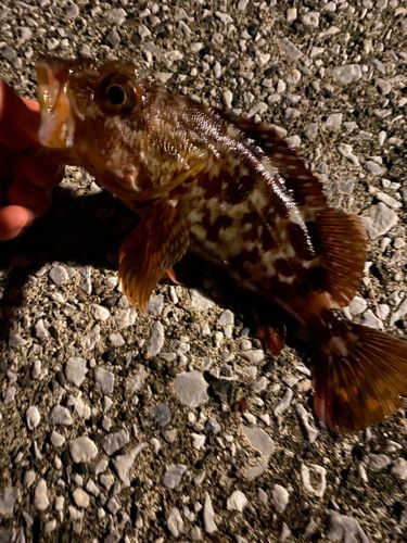 カサゴの釣果
