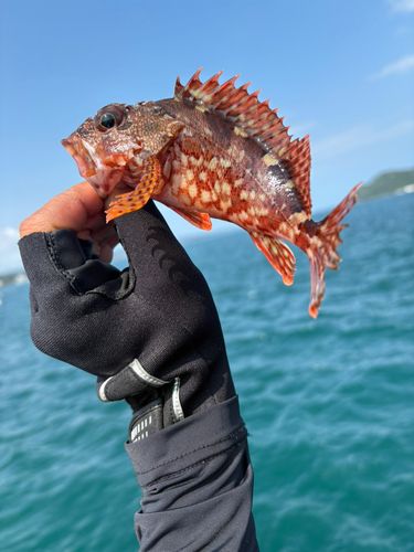 ガシラの釣果