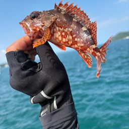 ガシラ