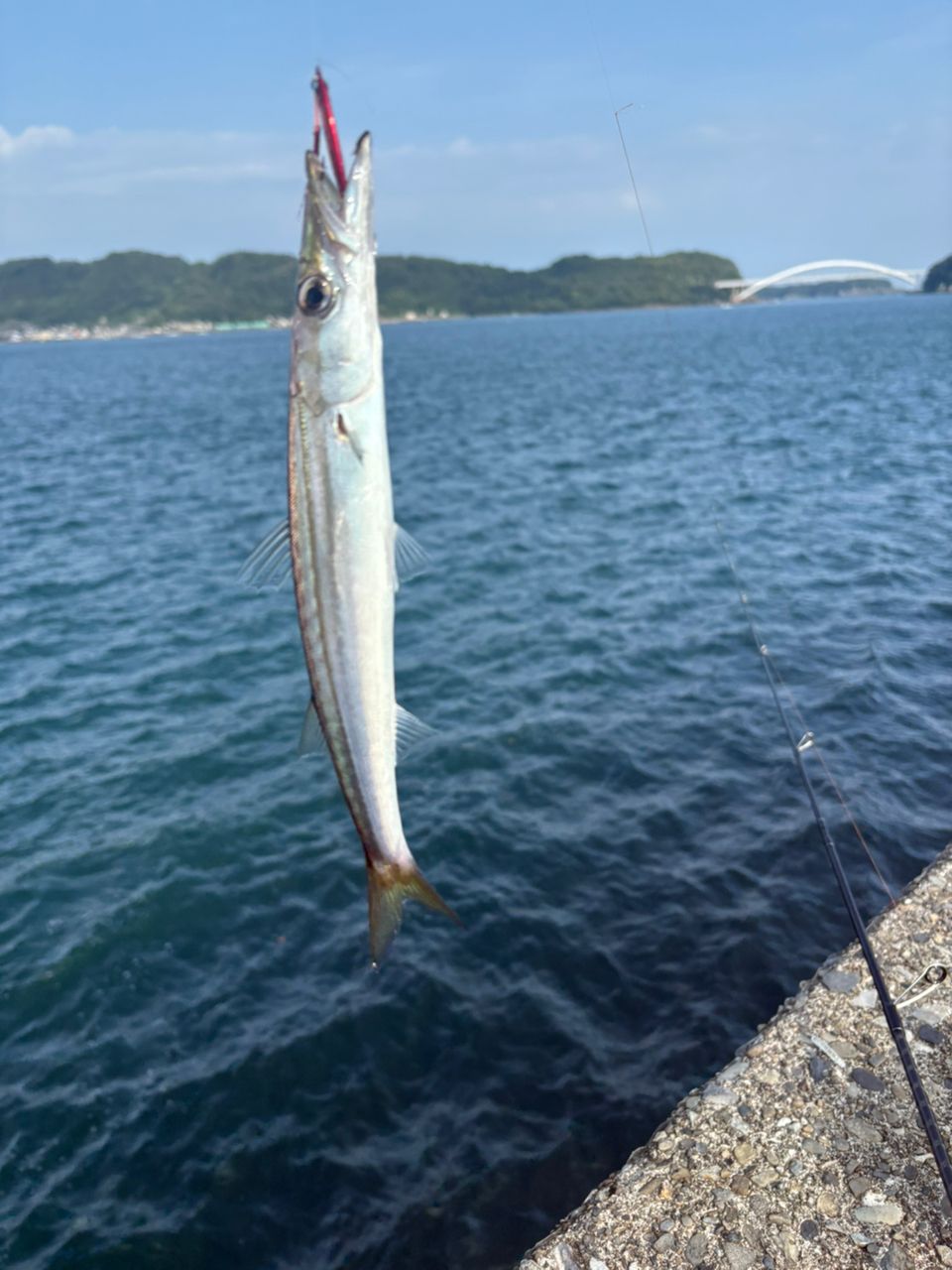 ガシラ