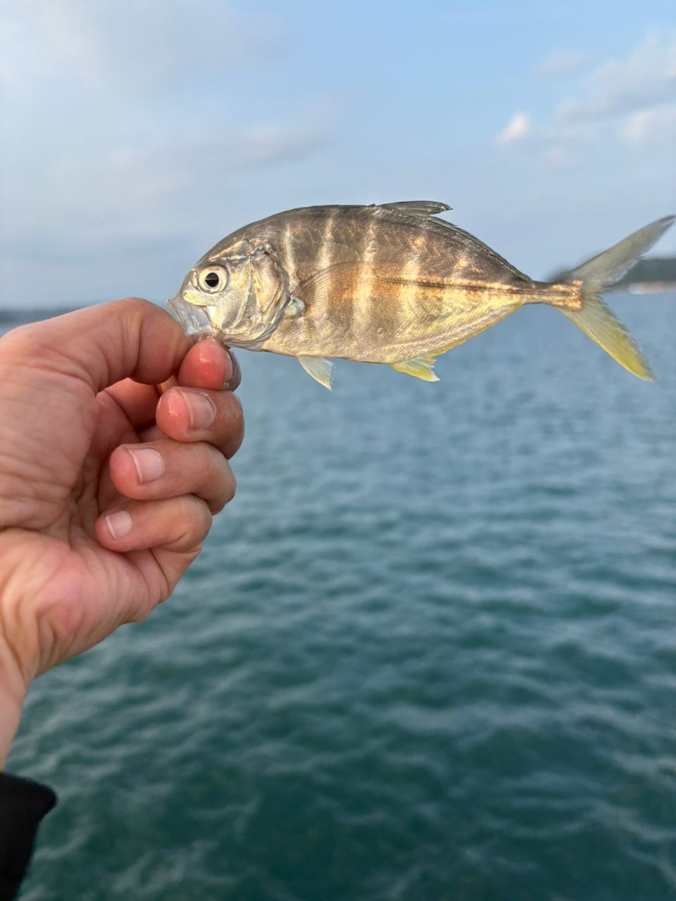ガシラ
