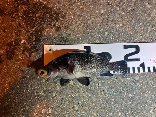 マゾイの釣果