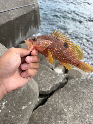 キジハタの釣果