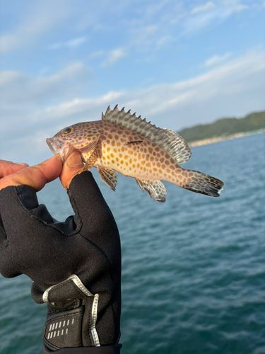 オオモンハタの釣果