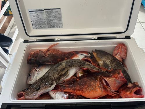 ウッカリカサゴの釣果