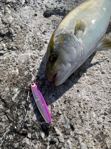 ショゴの釣果