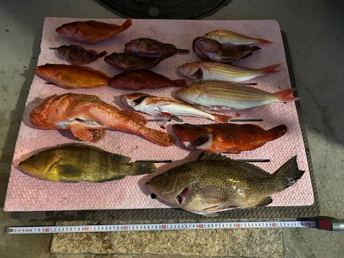 オオモンハタの釣果