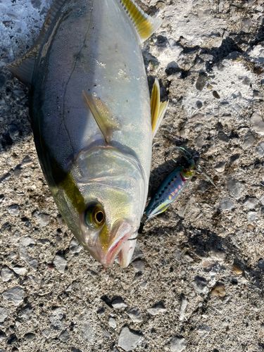 ショゴの釣果