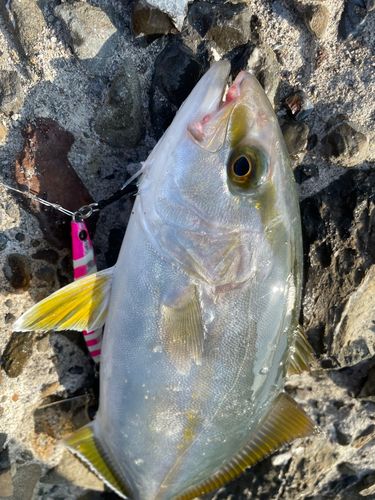ショゴの釣果