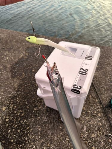 タチウオの釣果
