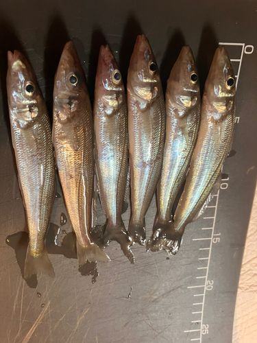 シロギスの釣果