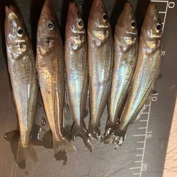 シロギス