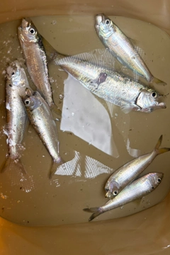 サッパの釣果