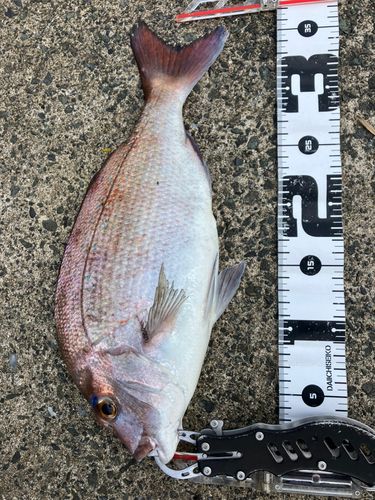 タイの釣果
