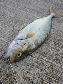 ショゴの釣果