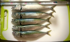 マサバの釣果