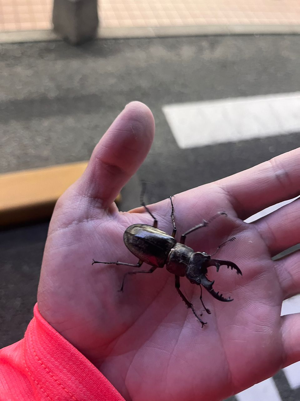 マダイ