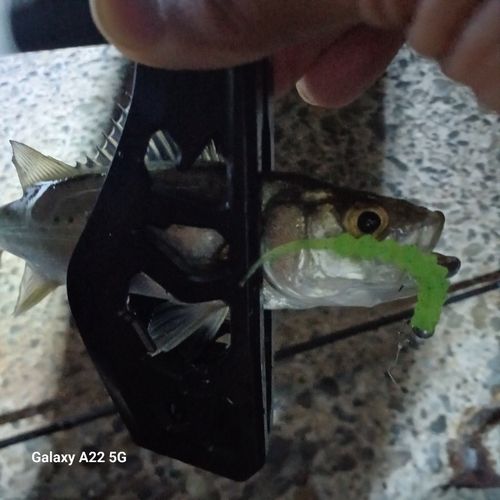 セイゴ（マルスズキ）の釣果