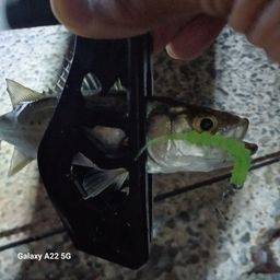 セイゴ（マルスズキ）