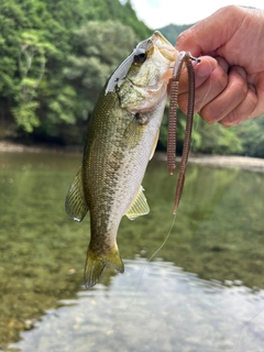 ラージマウスバスの釣果