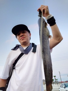 マナマズの釣果