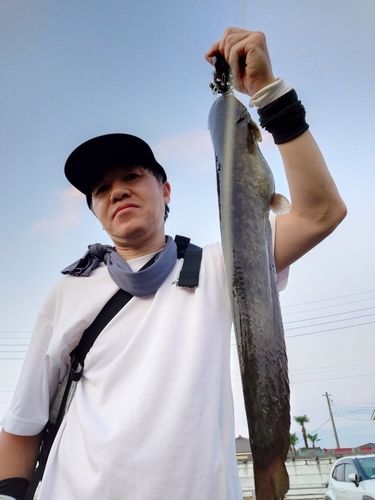 マナマズの釣果