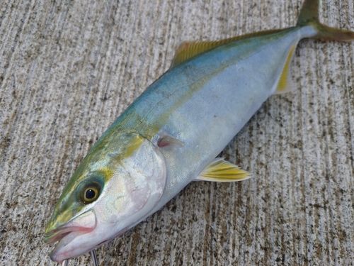 ワカシの釣果