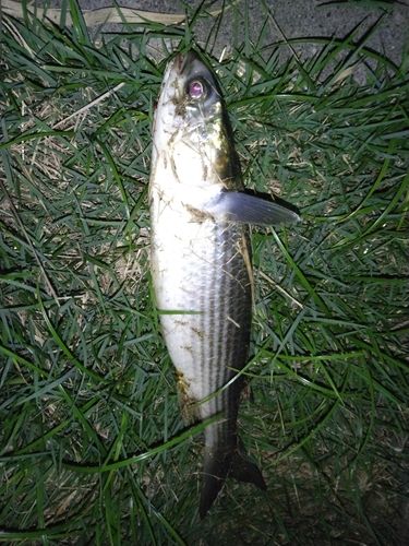 ボラの釣果