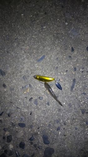 セイゴ（マルスズキ）の釣果