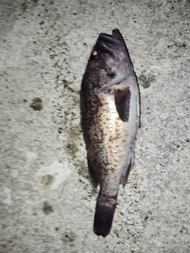 クロソイの釣果