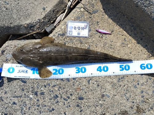 マゴチの釣果