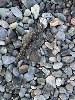 ソゲの釣果