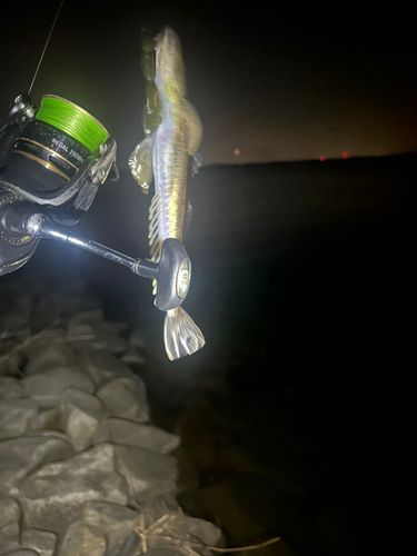 マゴチの釣果