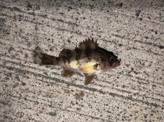 メバルの釣果
