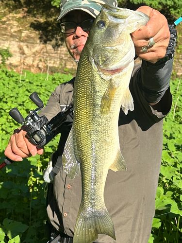 ブラックバスの釣果