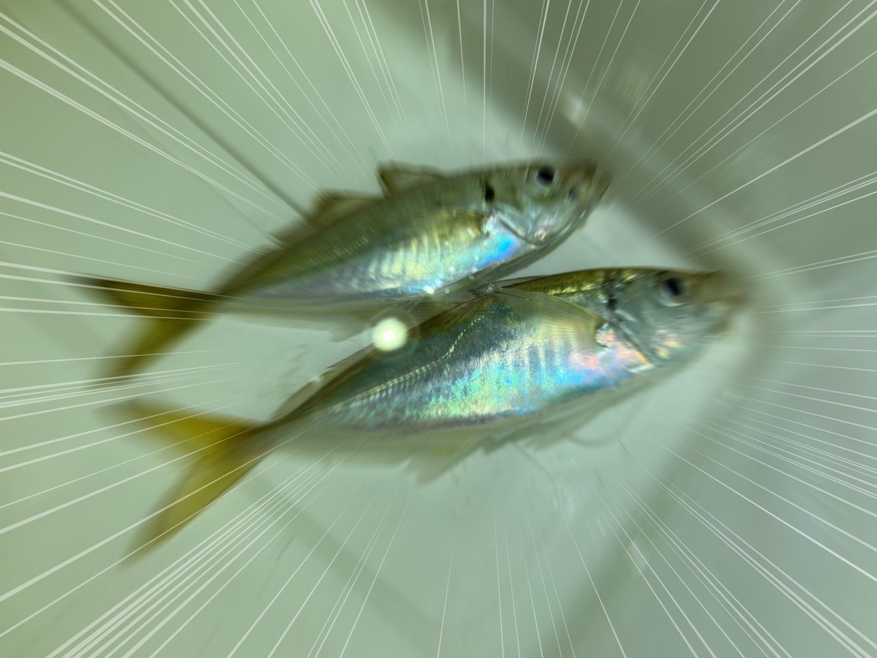 アジ